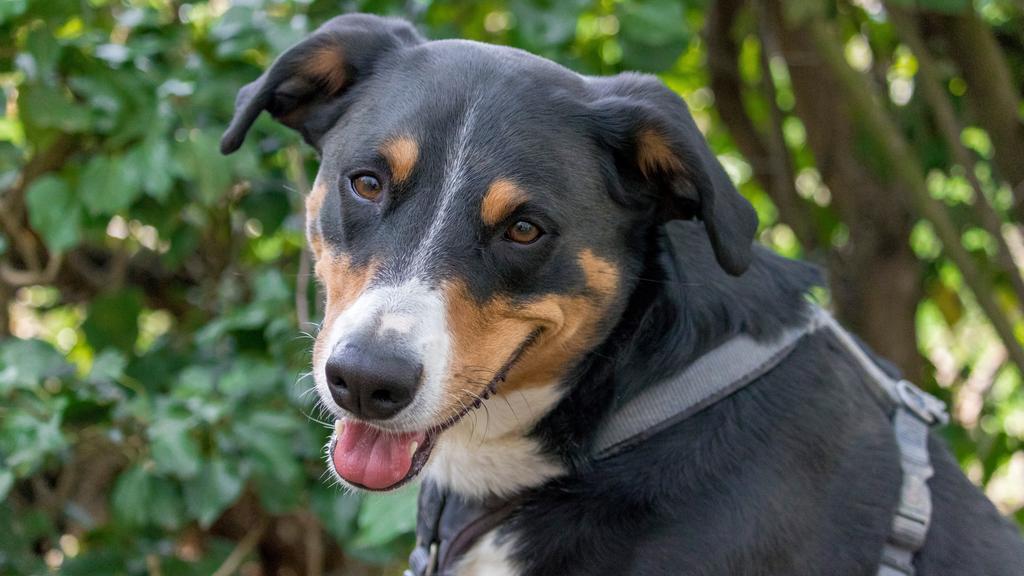 Appenzeller Sennenhund