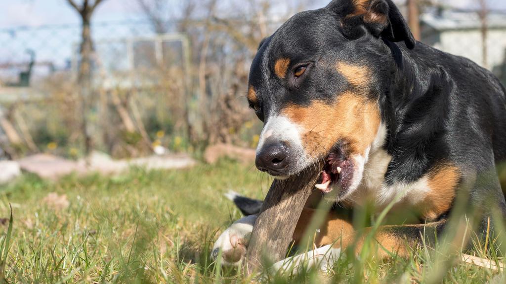 Appenzeller Sennenhund