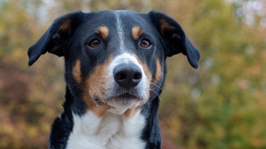 Appenzeller Sennenhund