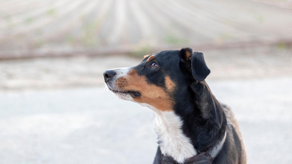 Appenzeller Sennenhund