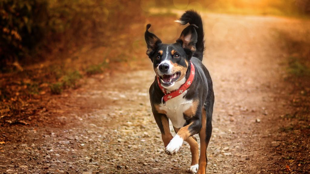 Temperament & Behavior icon