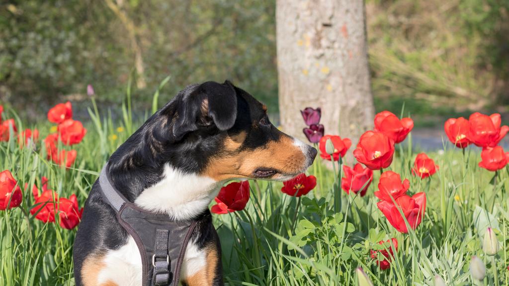 Appenzeller Sennenhund