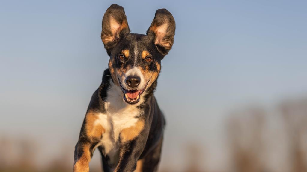Appenzeller Sennenhund