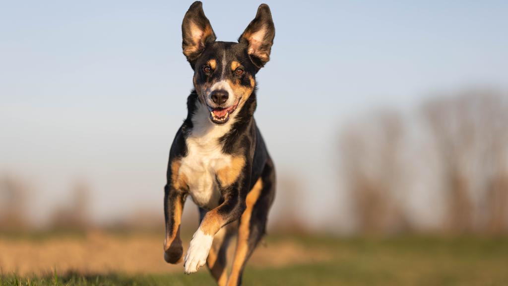 Appenzeller Sennenhund