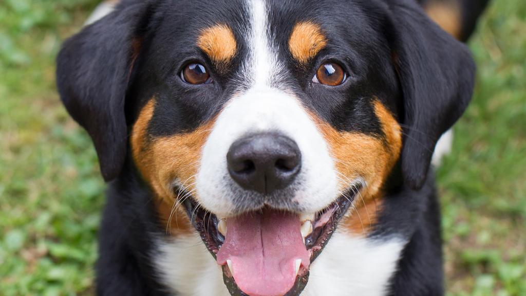 Appenzeller Sennenhund