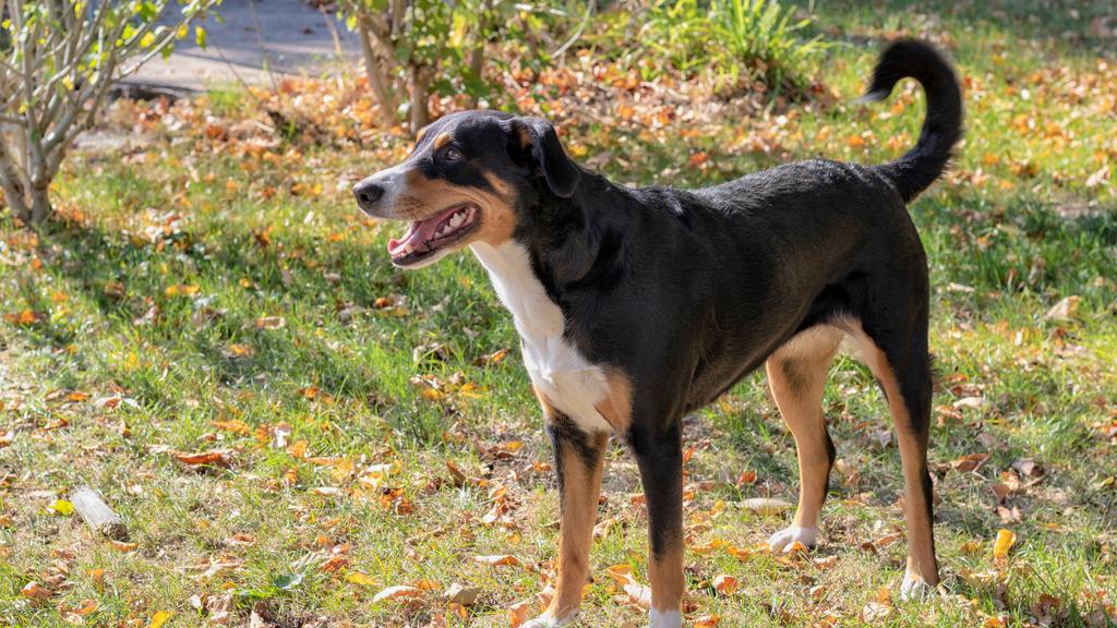 Adoption vs. Breeder Considerations icon