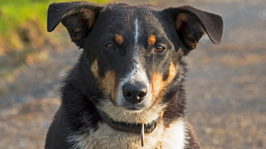 Appenzeller Sennenhund