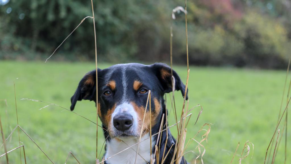 Appenzeller Sennenhund
