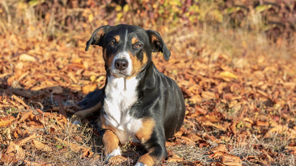 Appenzeller Sennenhund