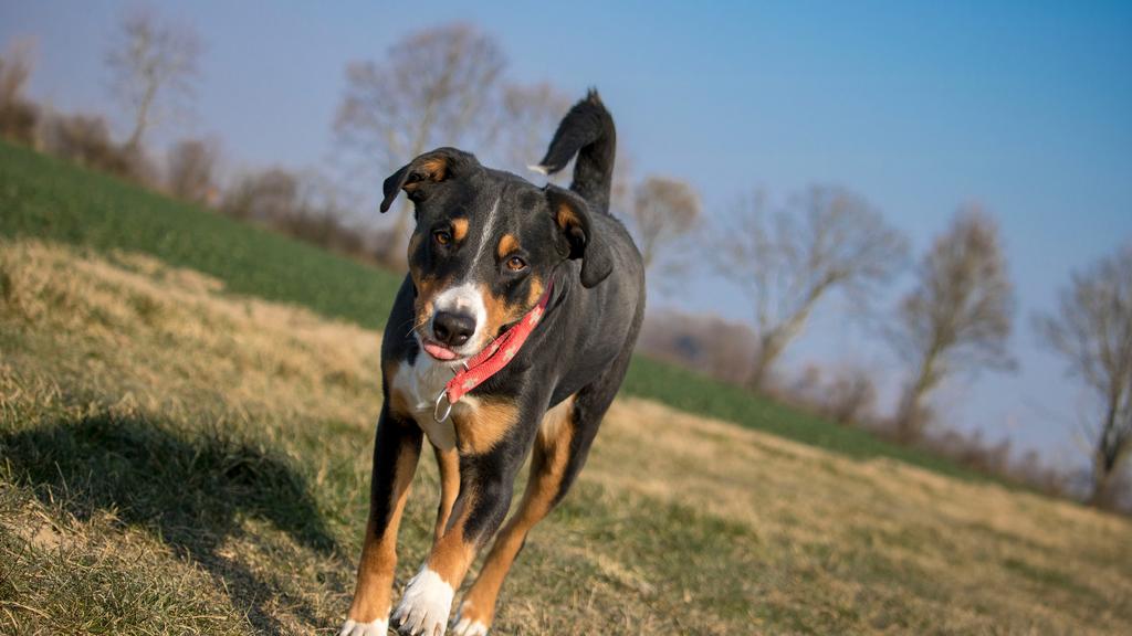 Appenzeller Sennenhund