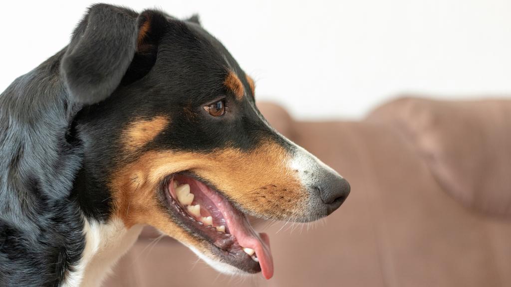 Exercise & Activity Needs icon