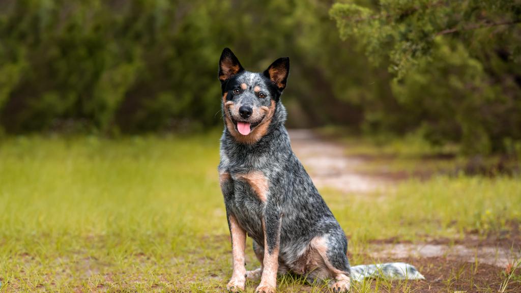 Australian Cattle Dog