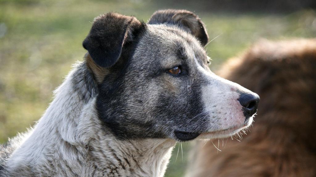 Australian Cattle Dog