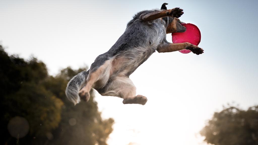 Basic Information icon