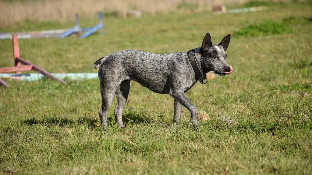 Australian Cattle Dog