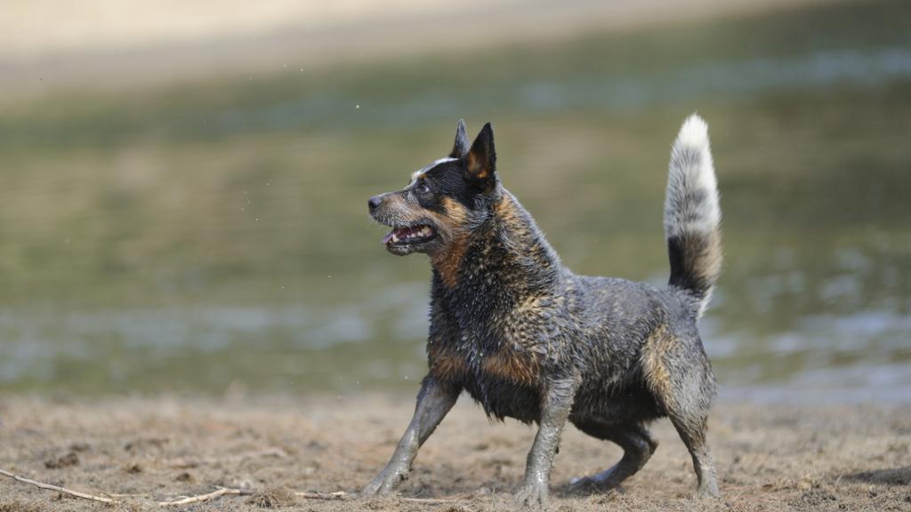 Grooming & Health icon