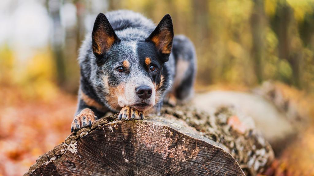 Australian Cattle Dog