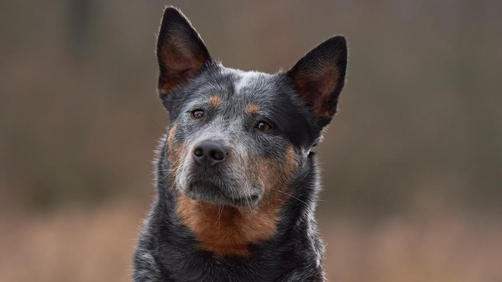 Temperament & Behavior icon