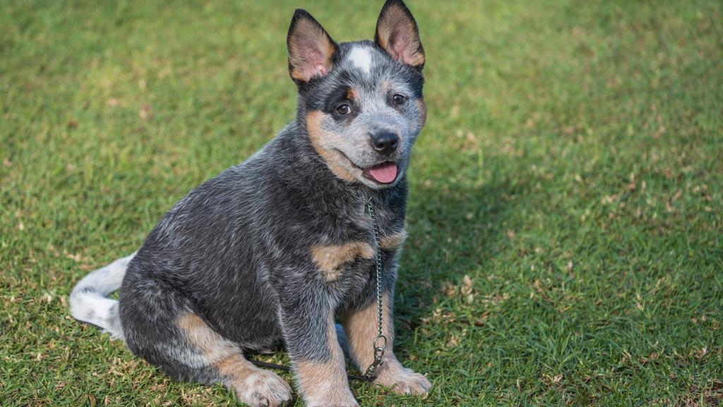 Australian Cattle Dog