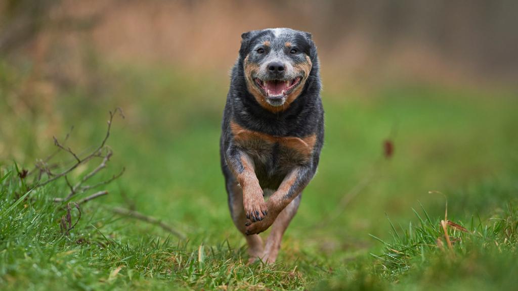 Australian Cattle Dog