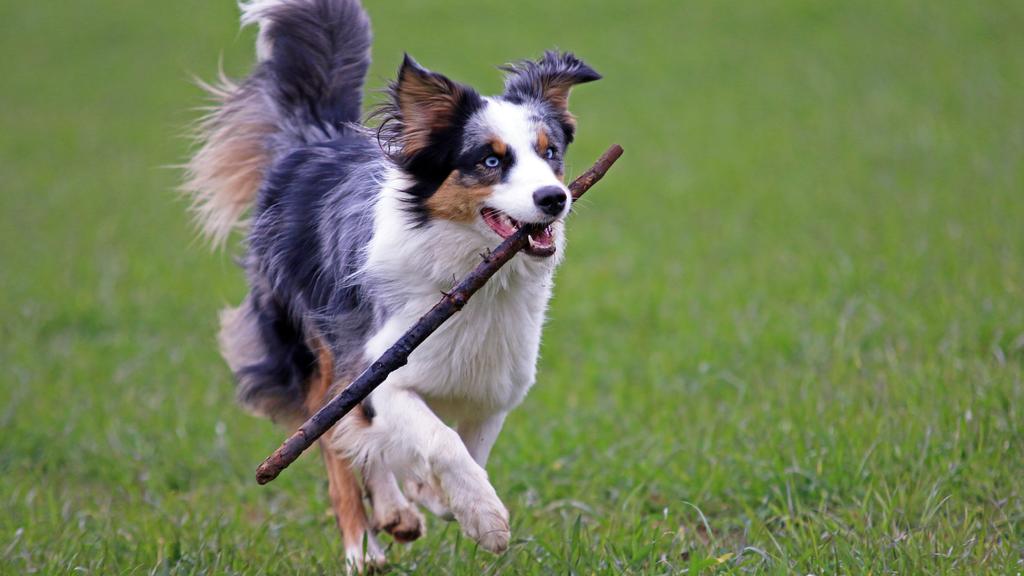 Australian Shepherd