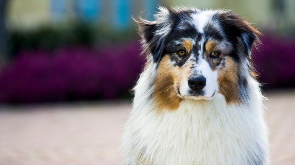 Australian Shepherd