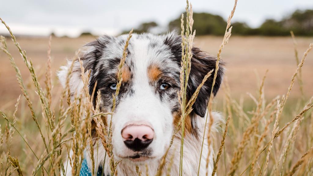 Australian Shepherd