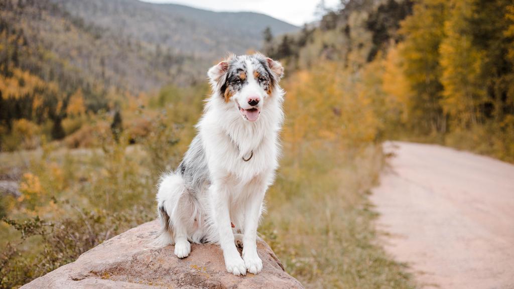 Temperament & Behavior icon