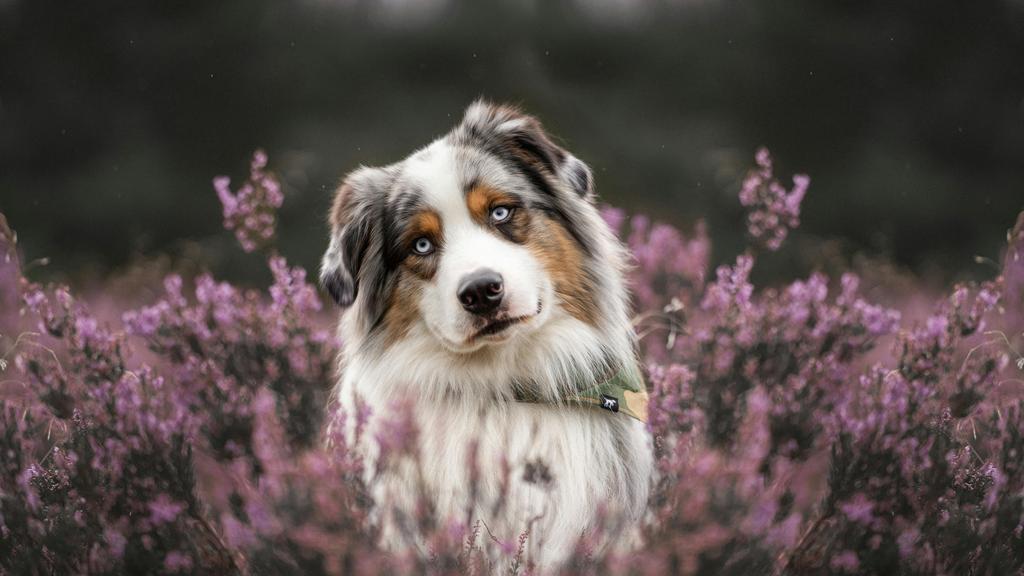 Australian Shepherd