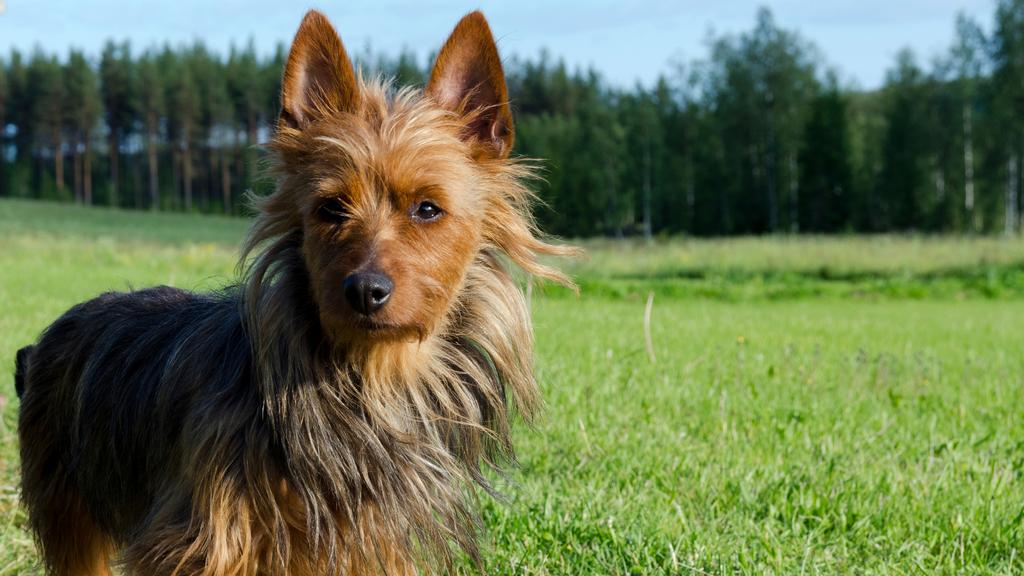 Australian Terrier