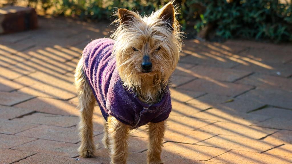 Australian Terrier