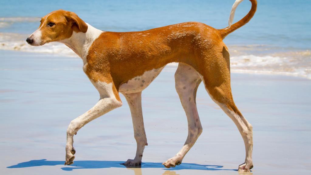 Grooming & Health icon