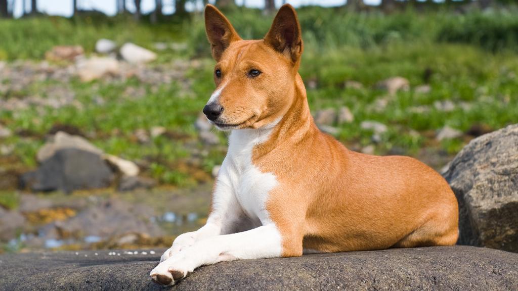 Temperament & Behavior icon