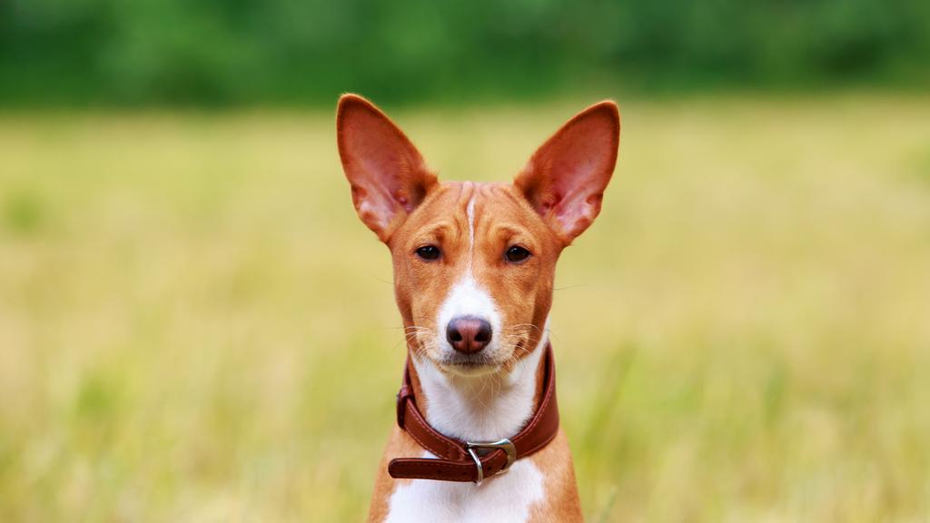 Basenji