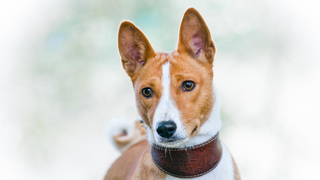 Basenji