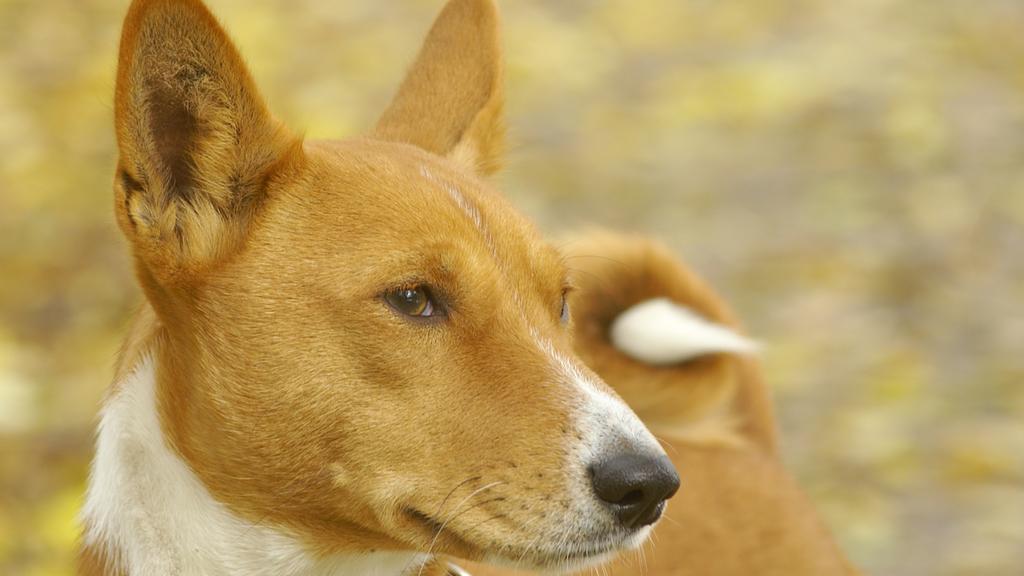 Life Stage Considerations icon