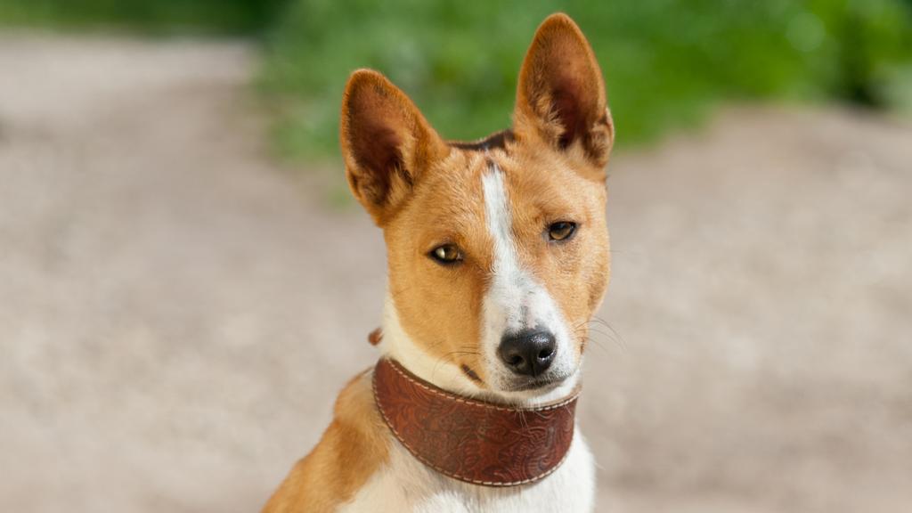 Basenji