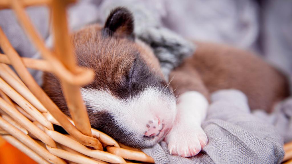 Basic Information icon