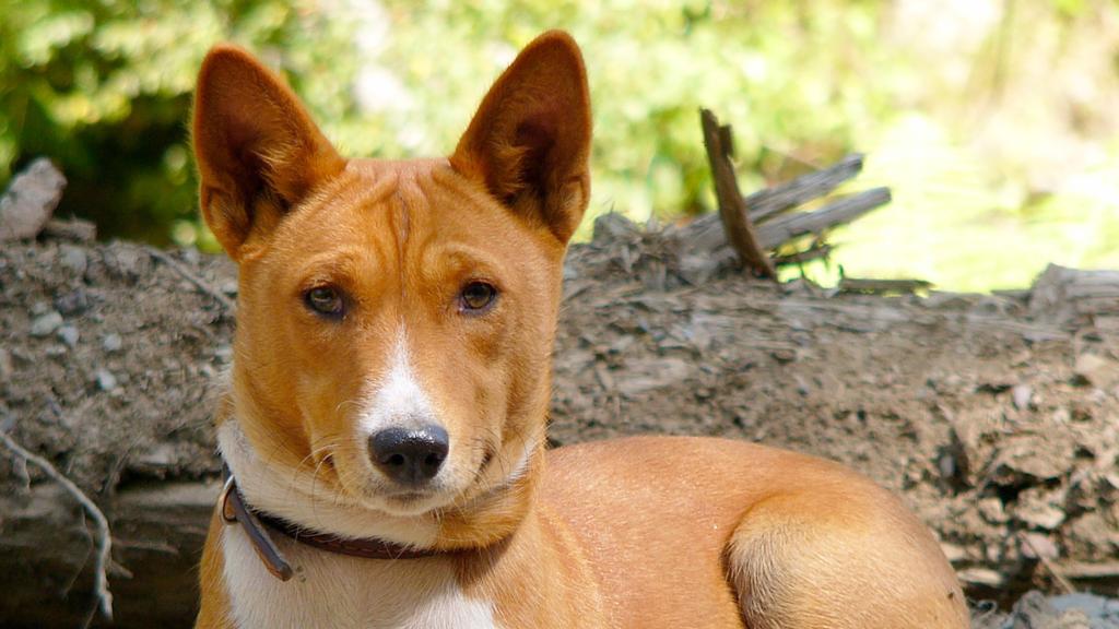 Living Environment Adaptability icon