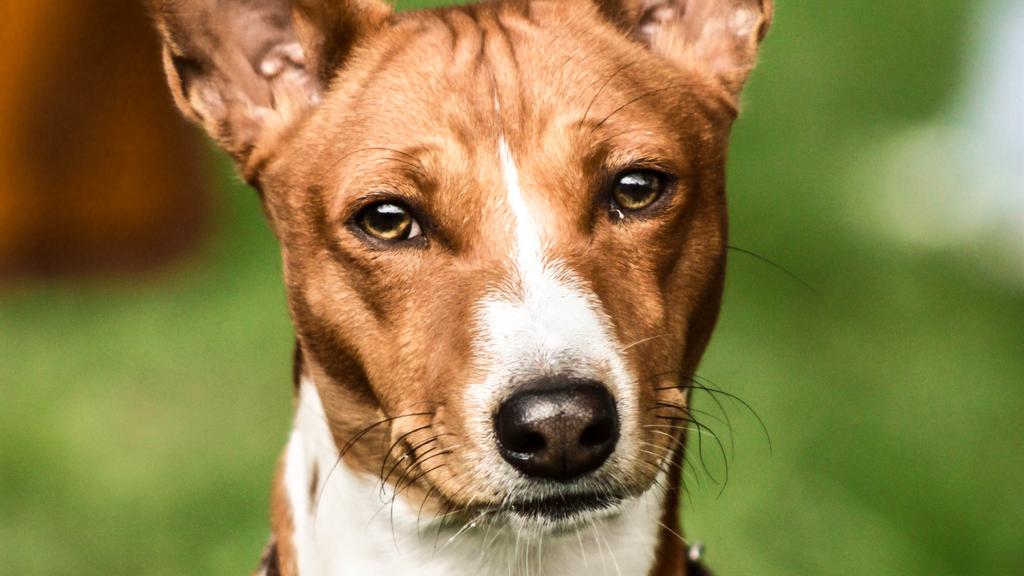 Basenji