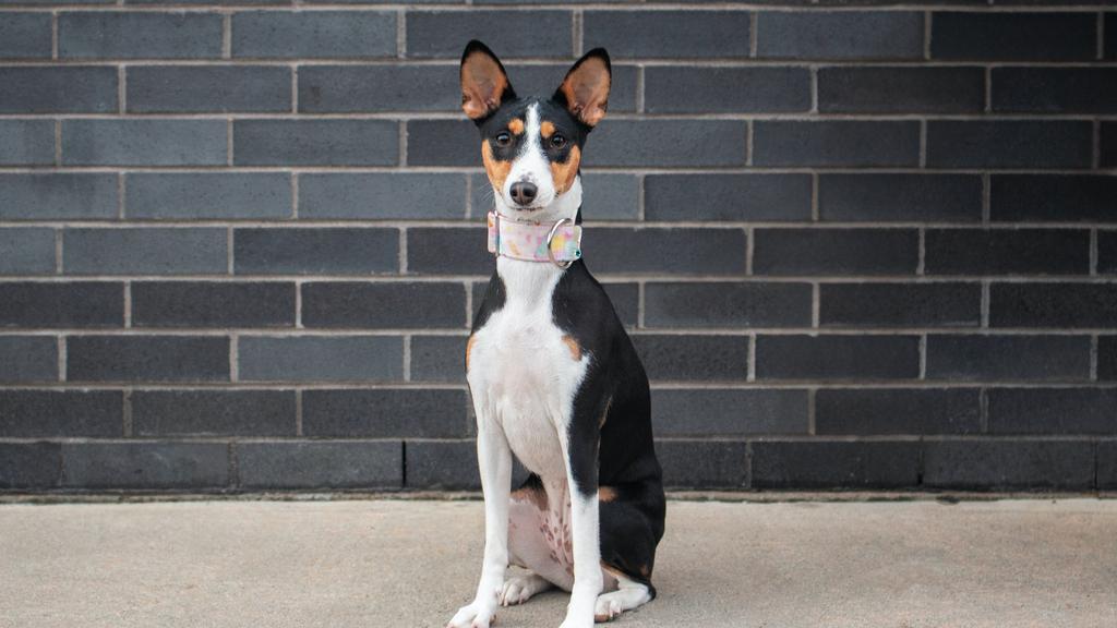 Exercise & Activity Needs icon