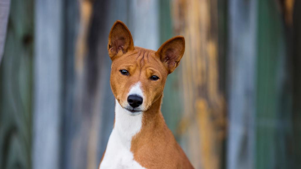 Basenji