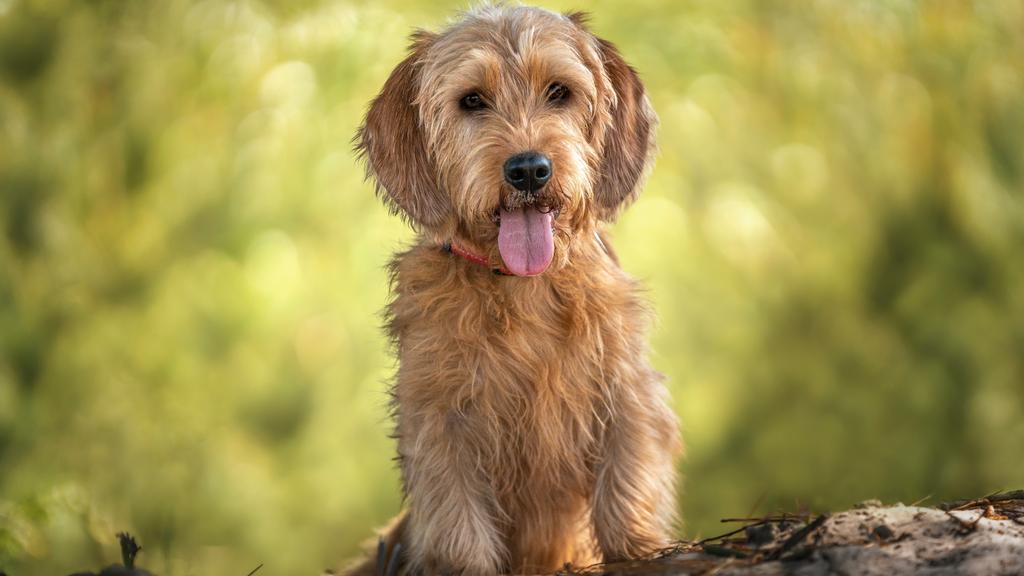 Basset Fauve de Bretagne