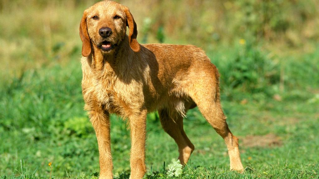 Temperament & Behavior icon