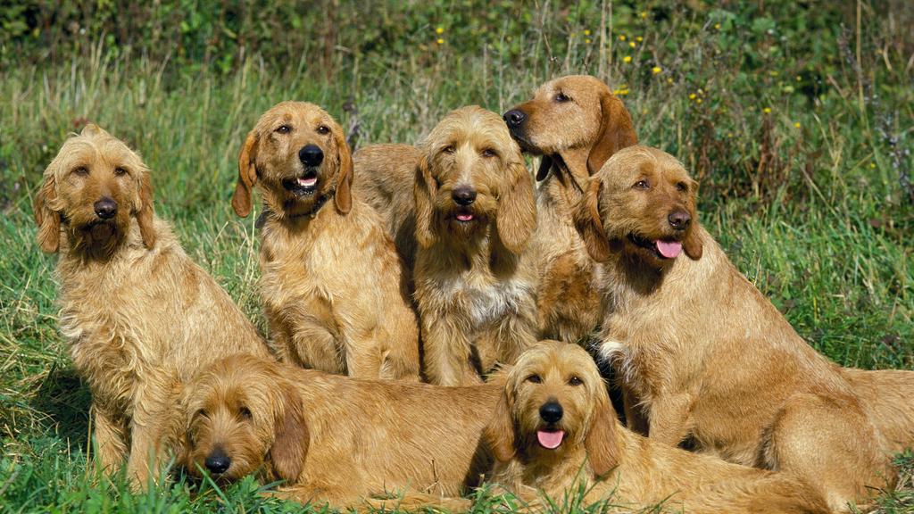 Grooming & Health icon