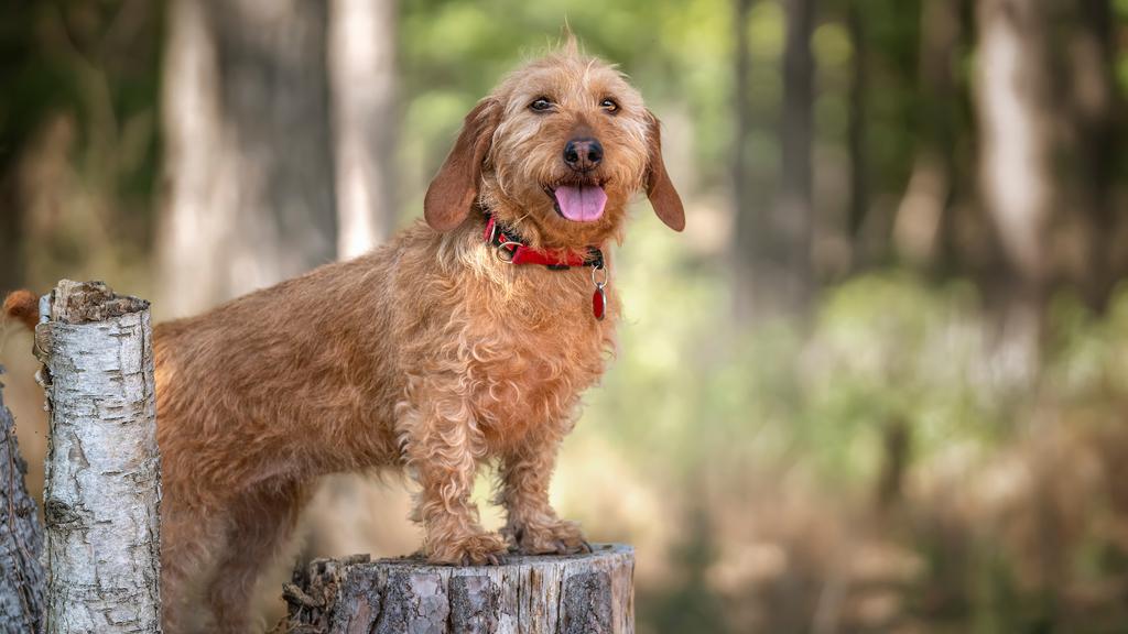 Basset Fauve de Bretagne
