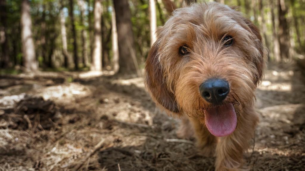 Basic Information icon