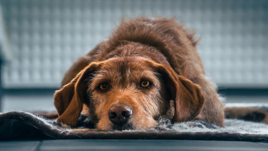 Basset Fauve de Bretagne