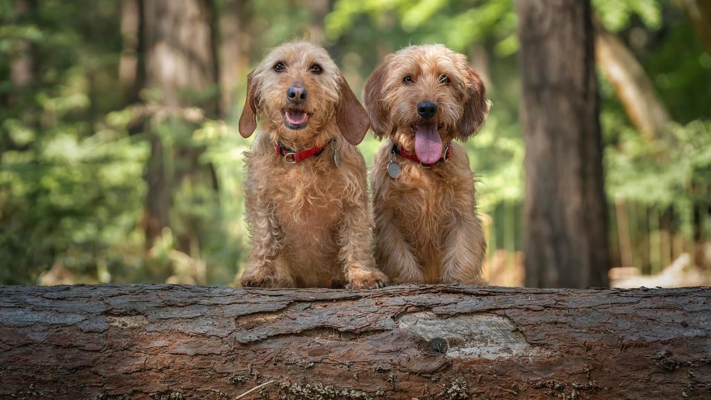 Basset Fauve de Bretagne