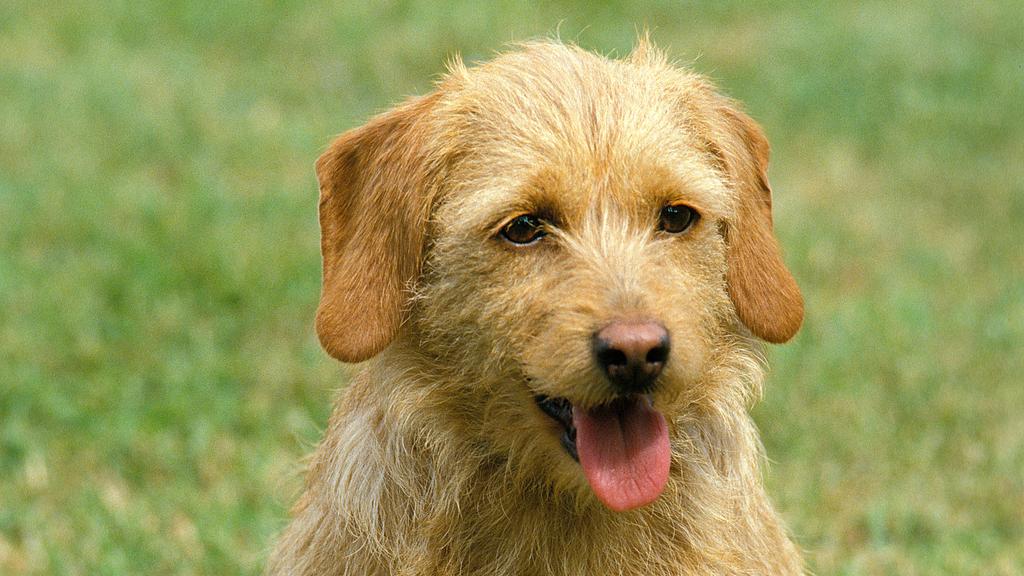 Basset Fauve de Bretagne